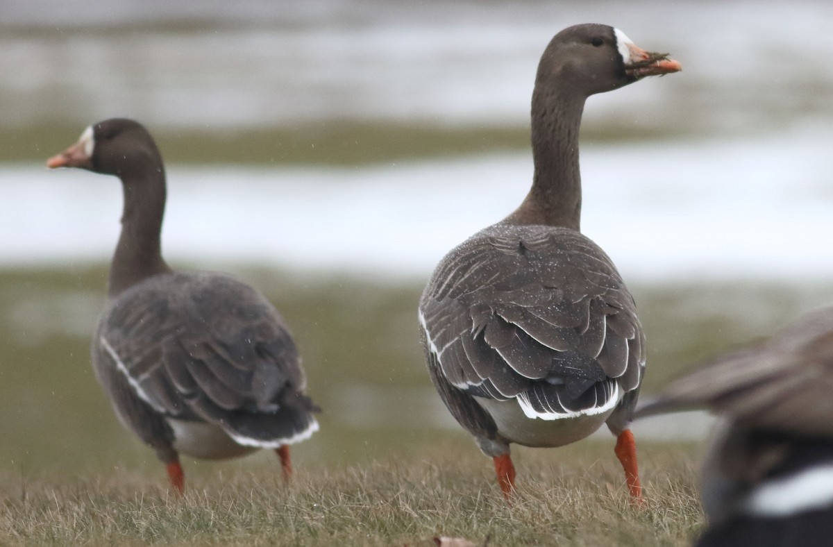 Greater White-fronted Goose - ML613951799