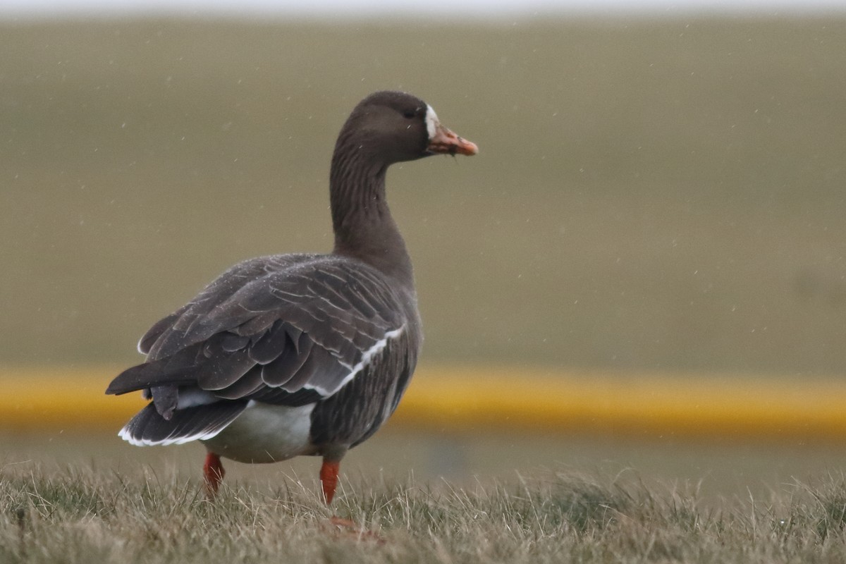 Greater White-fronted Goose - ML613951800