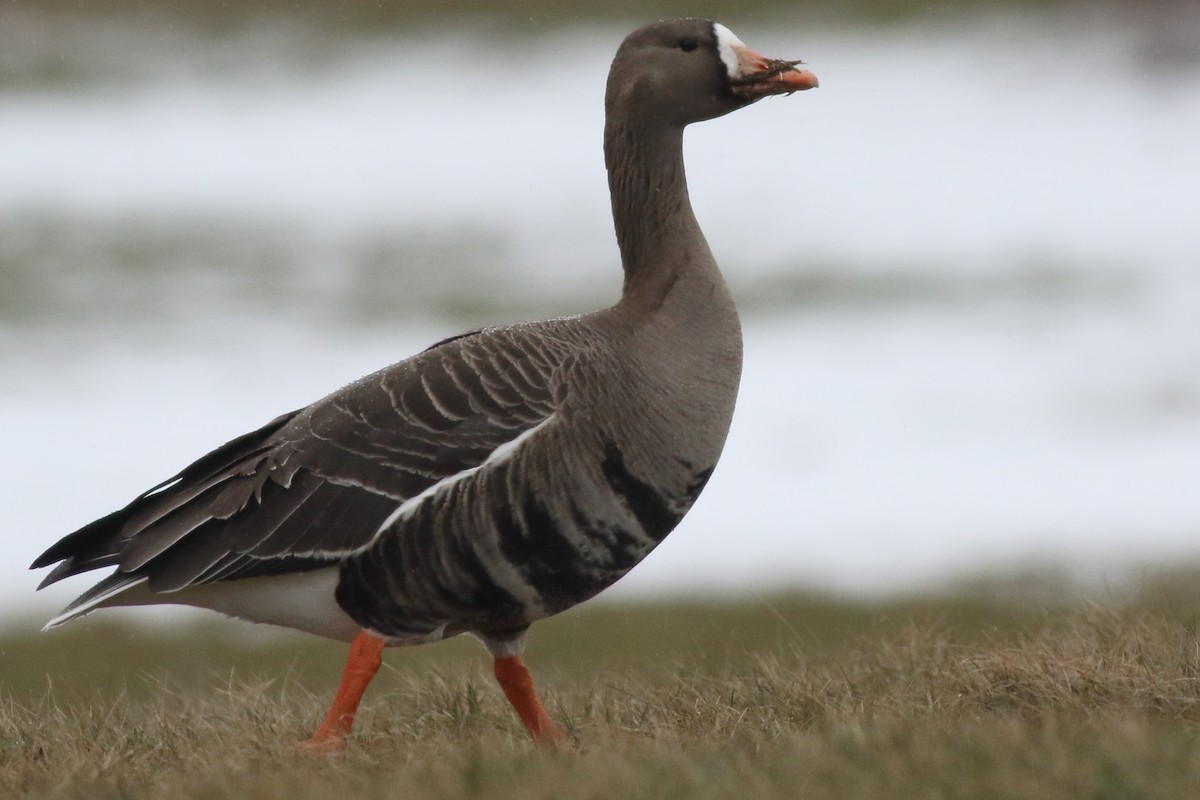Greater White-fronted Goose - ML613951801