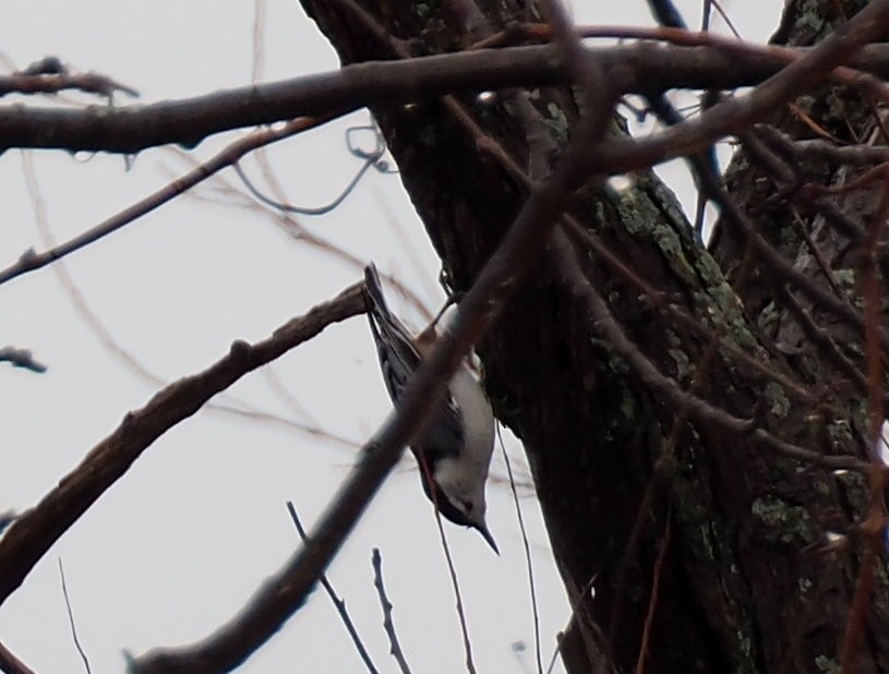 White-breasted Nuthatch - ML613951824