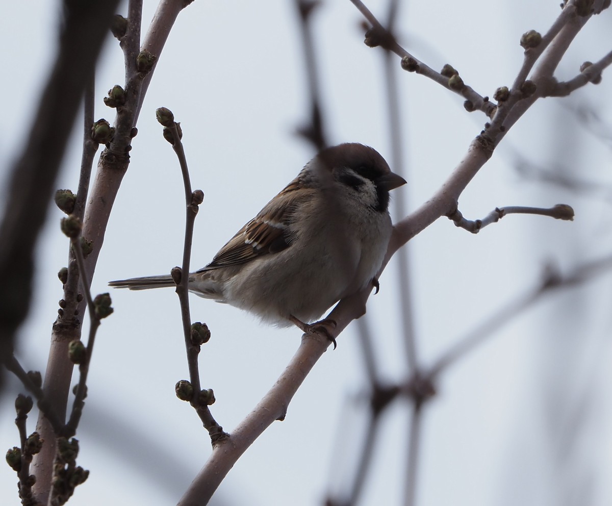 Eurasian Tree Sparrow - ML613951936