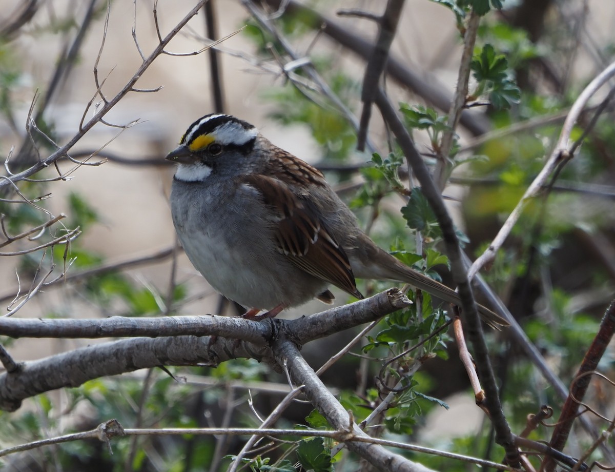 White-throated Sparrow - ML613952042