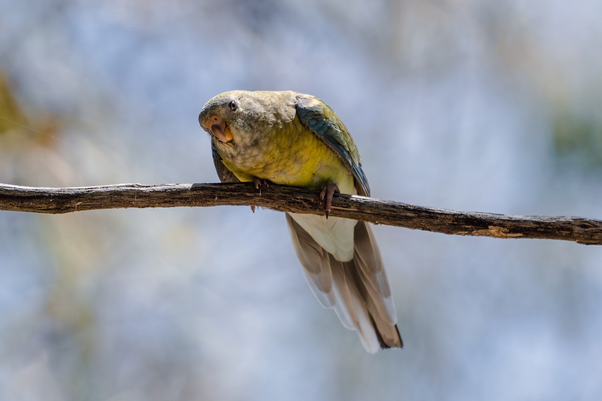 Red-rumped Parrot - ML613952228