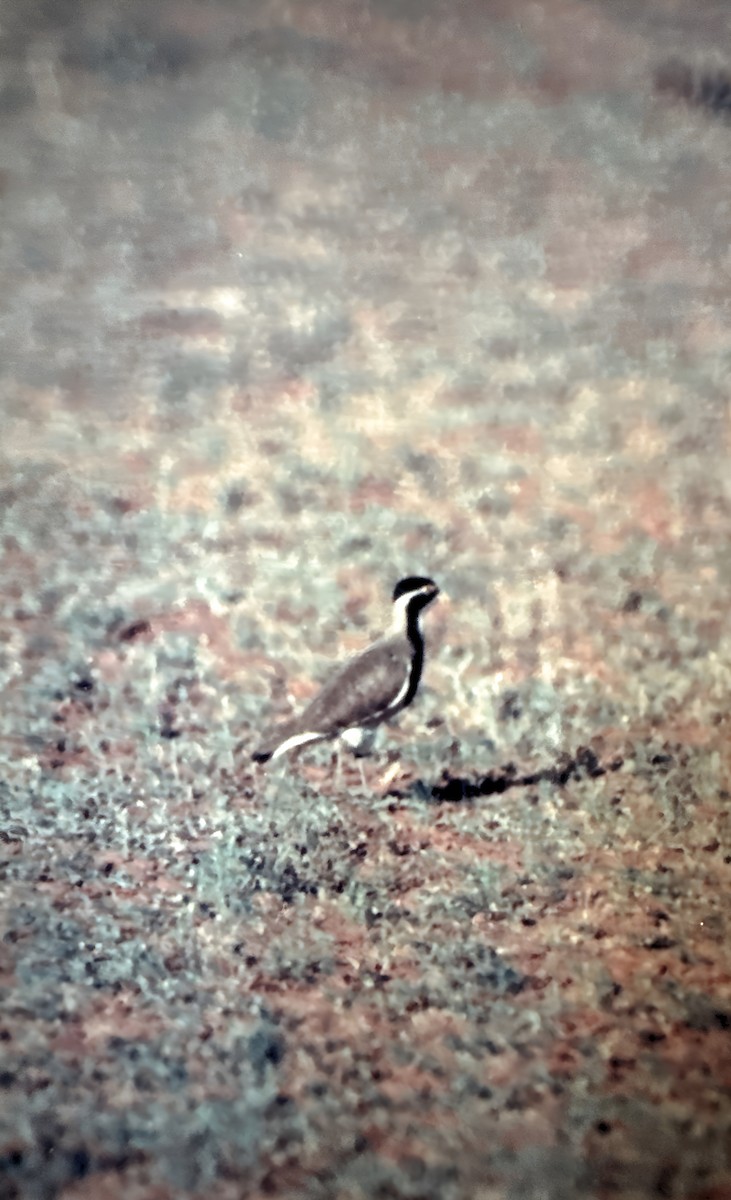 Banded Lapwing - ML613952362