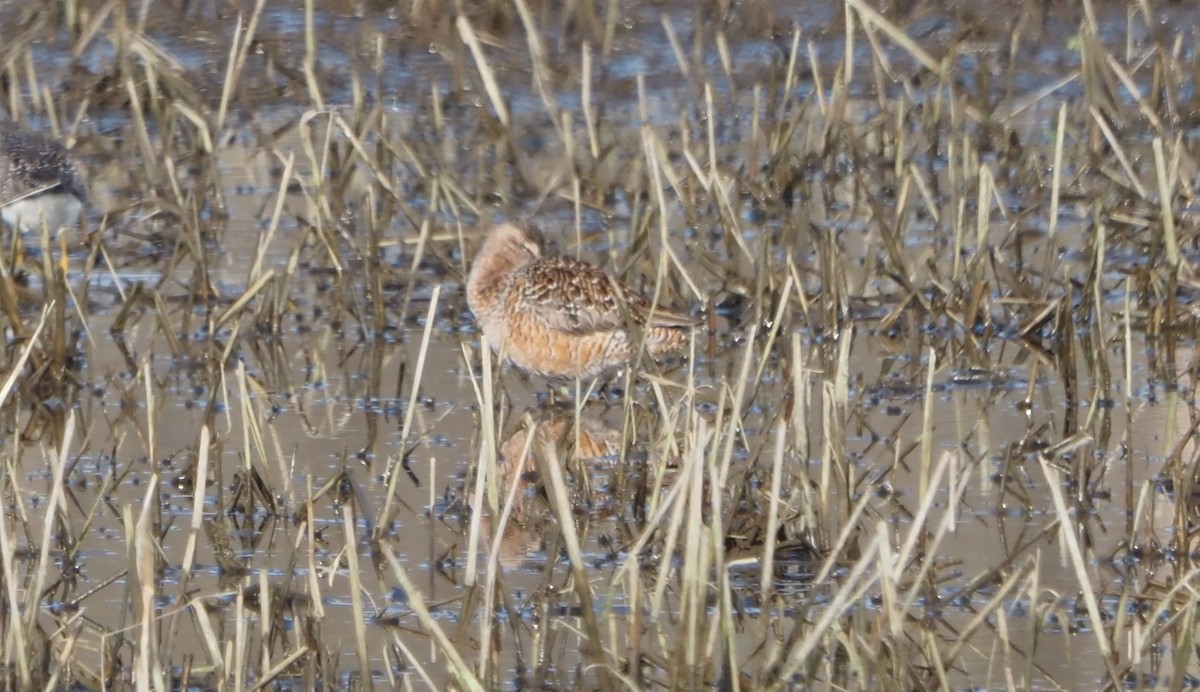 Long-billed Dowitcher - ML613952378