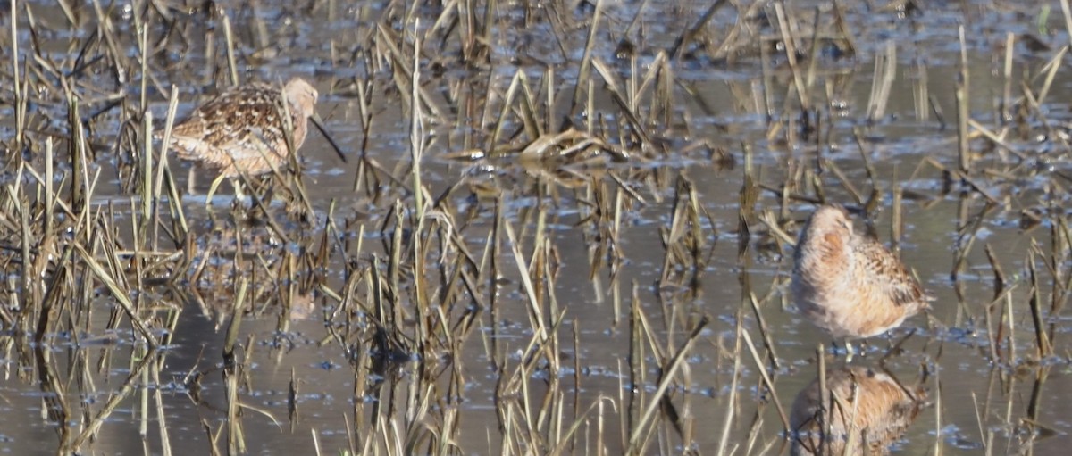Long-billed Dowitcher - ML613952379