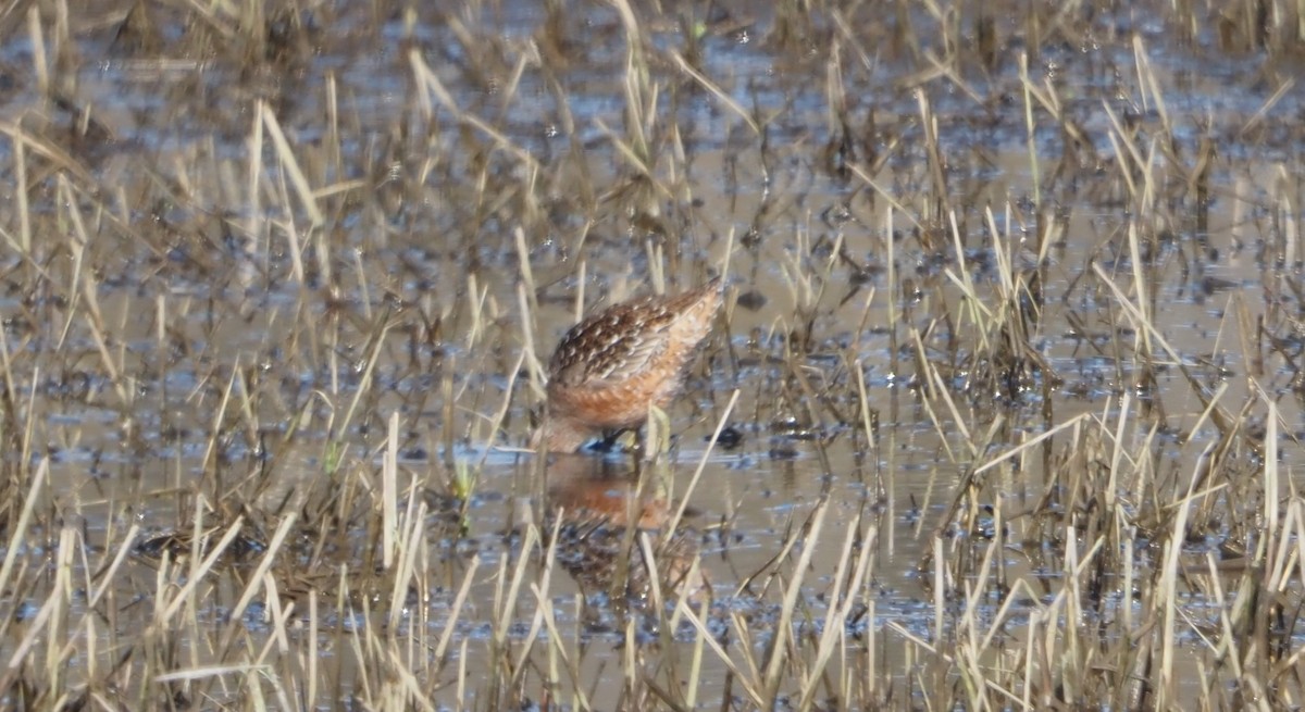 Long-billed Dowitcher - ML613952380