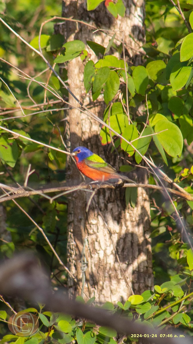 Painted Bunting - ML613952395