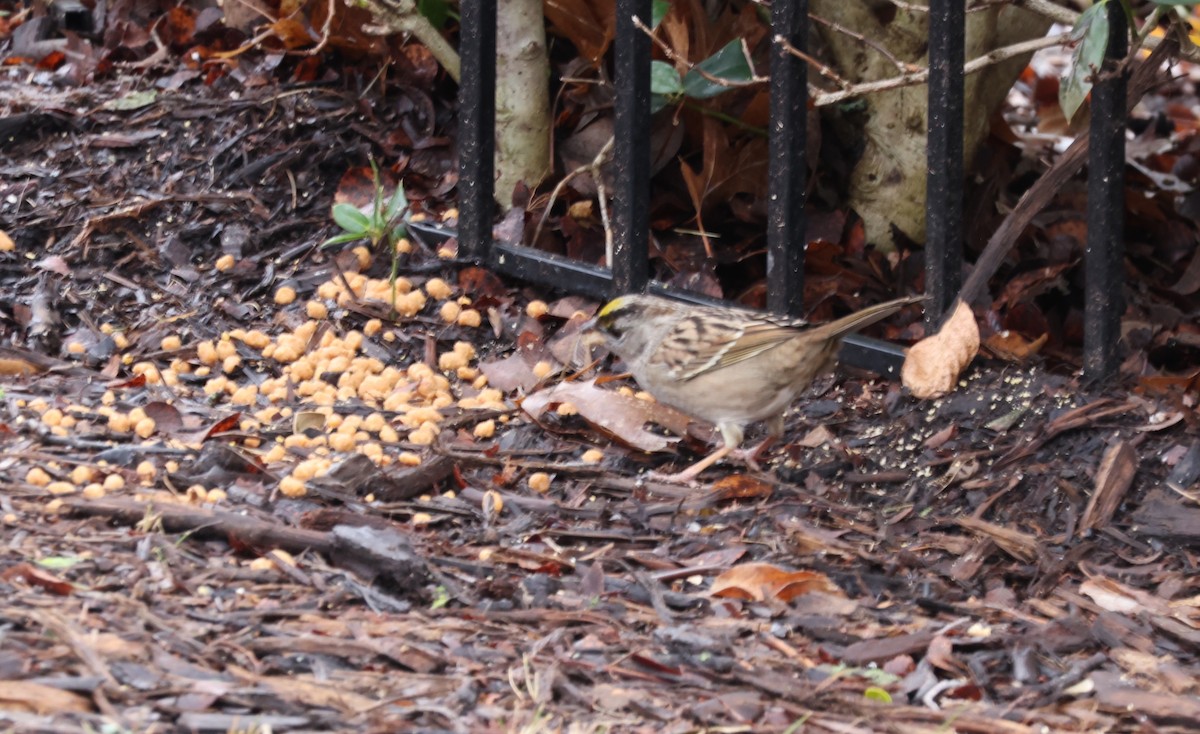 Golden-crowned Sparrow - ML613952435