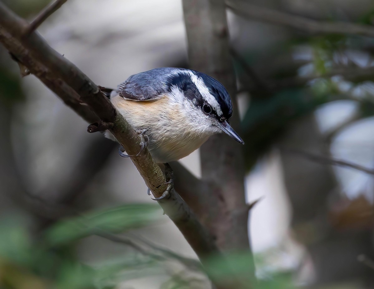 Red-breasted Nuthatch - ML613952502