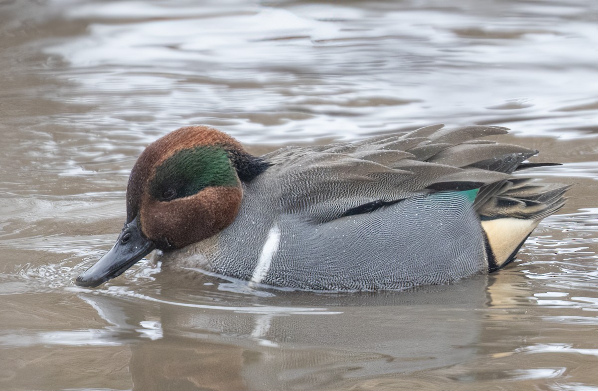 Green-winged Teal - ML613952639