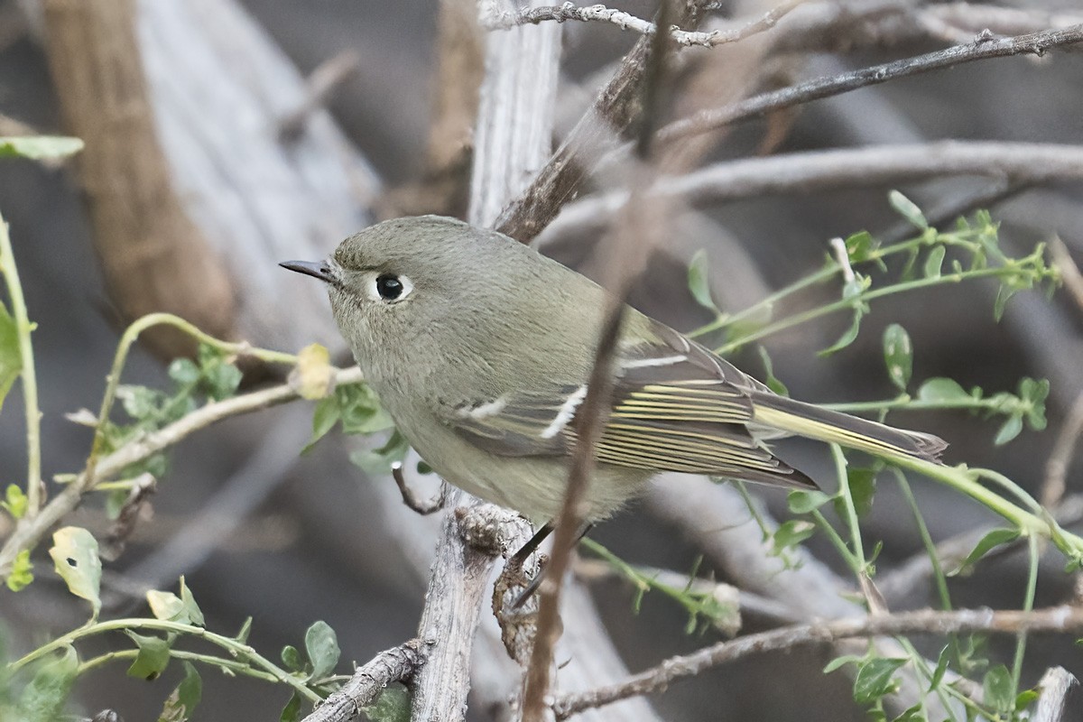 Ruby-crowned Kinglet - Dave Jurasevich