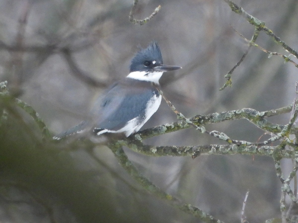 Belted Kingfisher - ML613952832