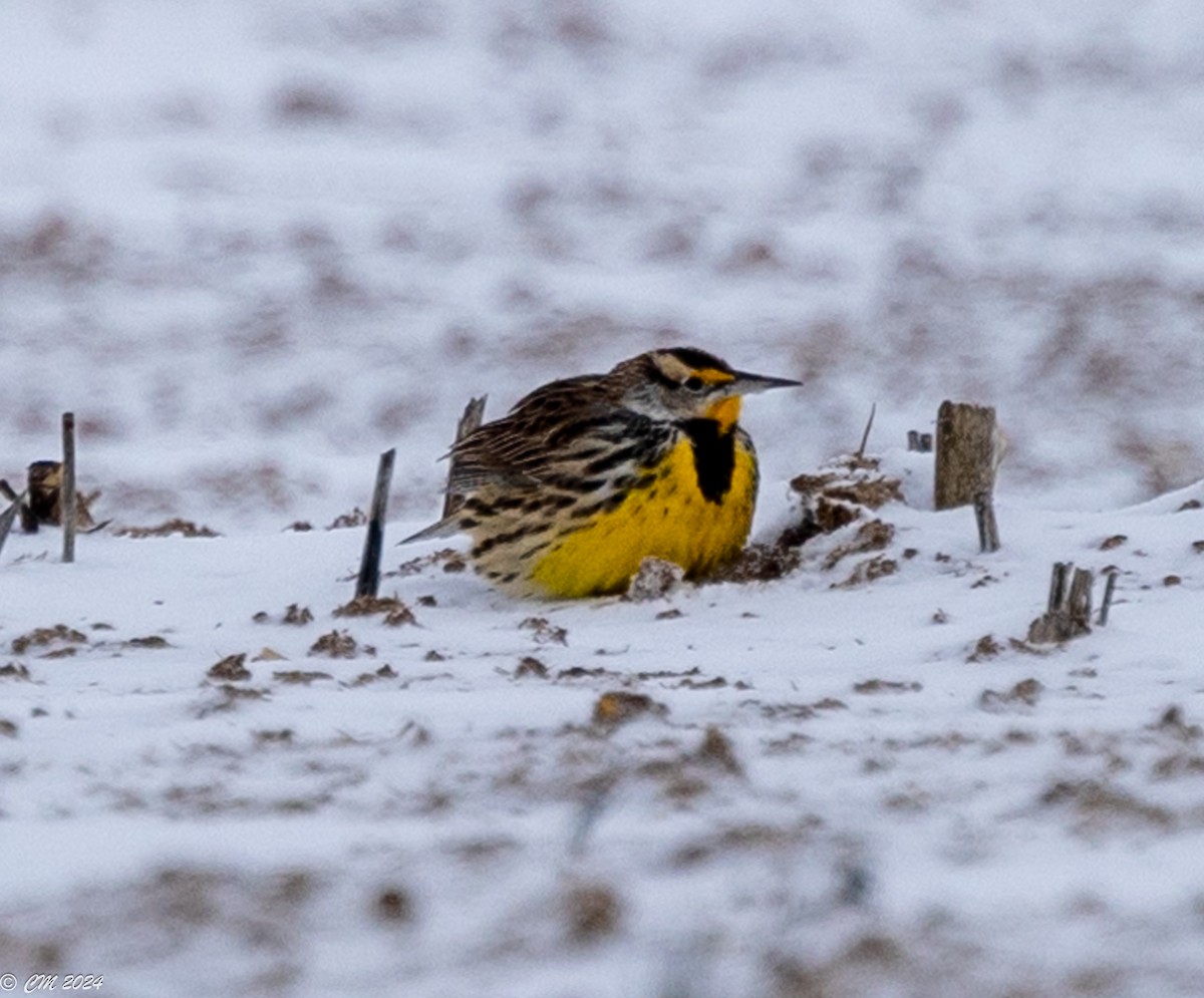 Eastern Meadowlark - Carl & Judi Manning