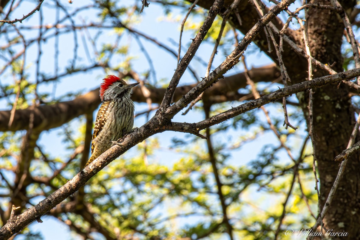Cardinal Woodpecker - ML613953398