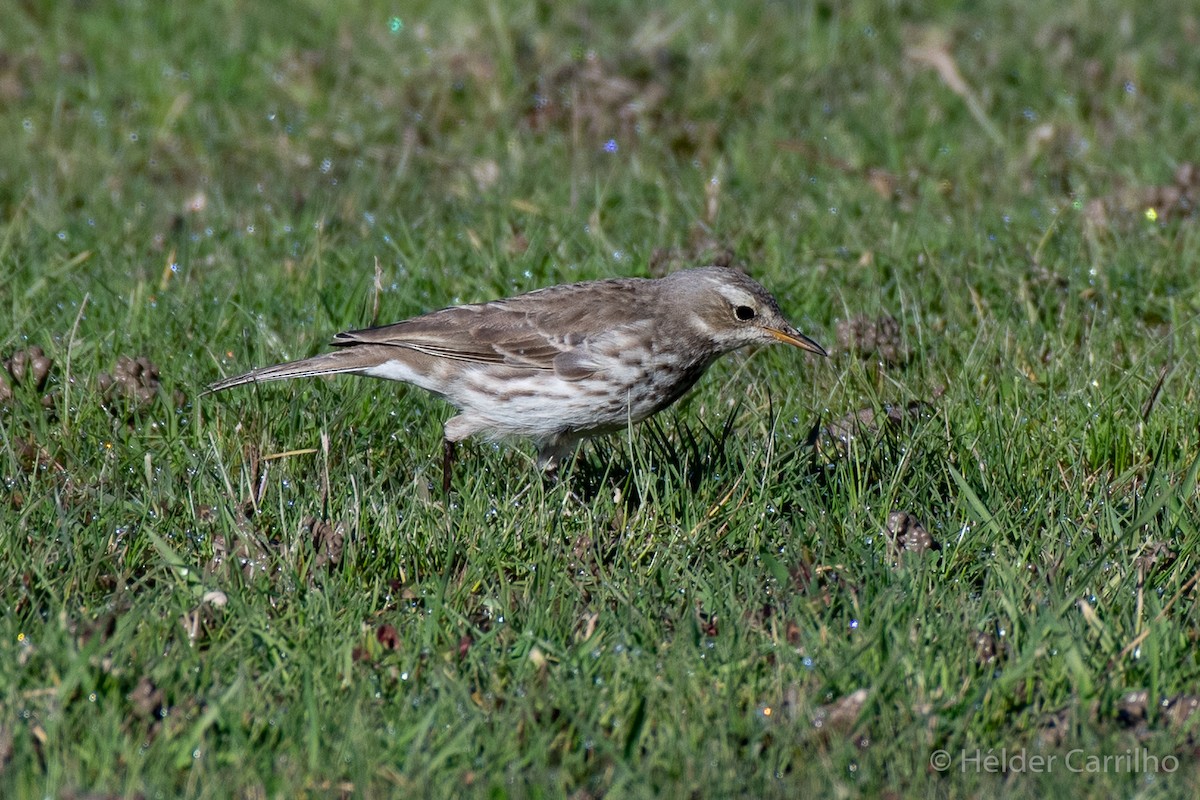 Water Pipit - ML613953749