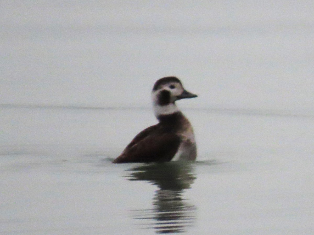 Long-tailed Duck - ML613954097