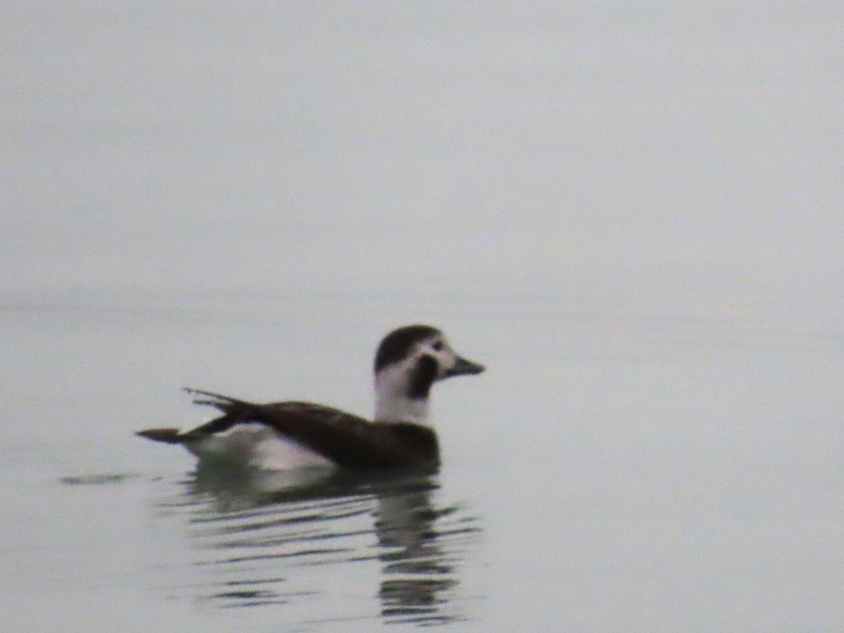 Long-tailed Duck - ML613954098