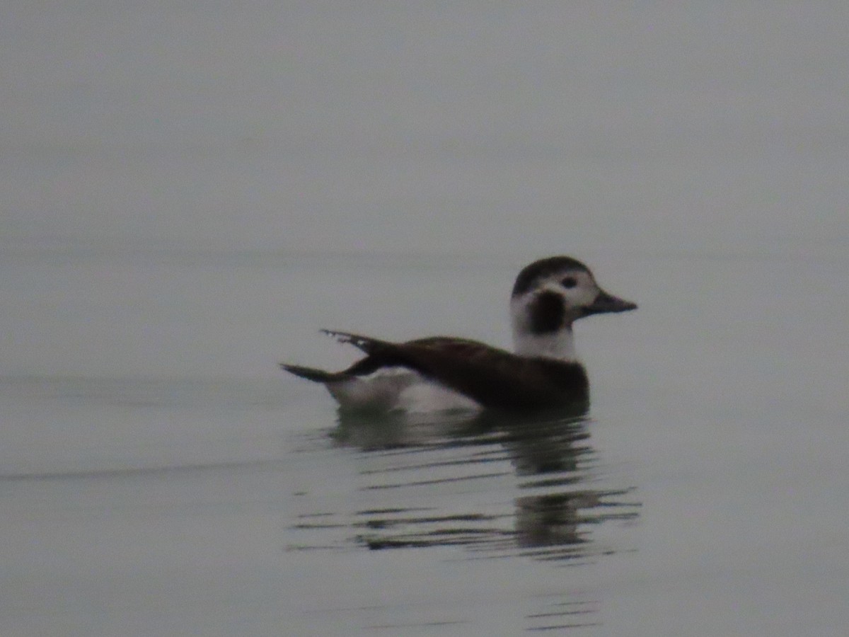 Long-tailed Duck - ML613954100