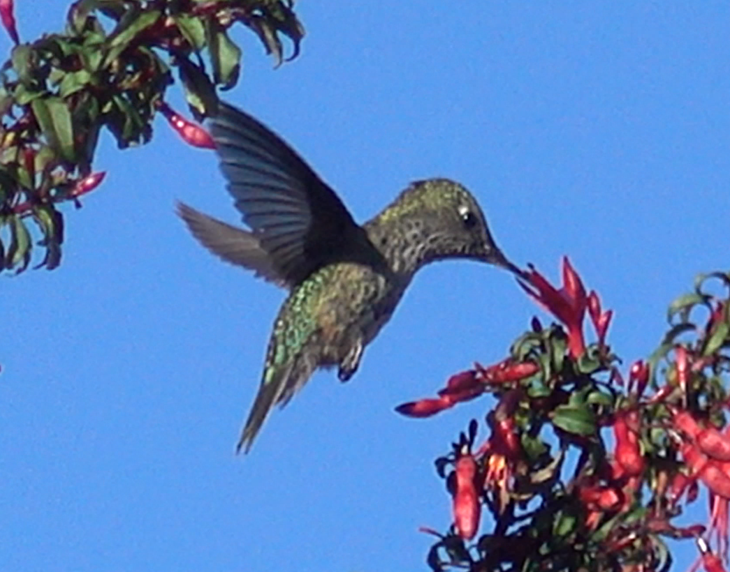 Green-backed Firecrown - ML613954114