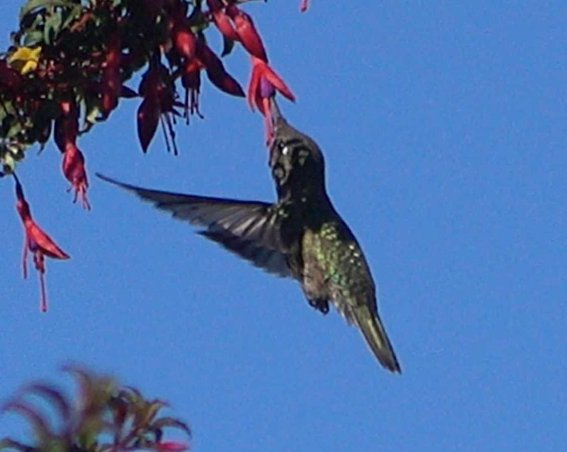 Green-backed Firecrown - ML613954115