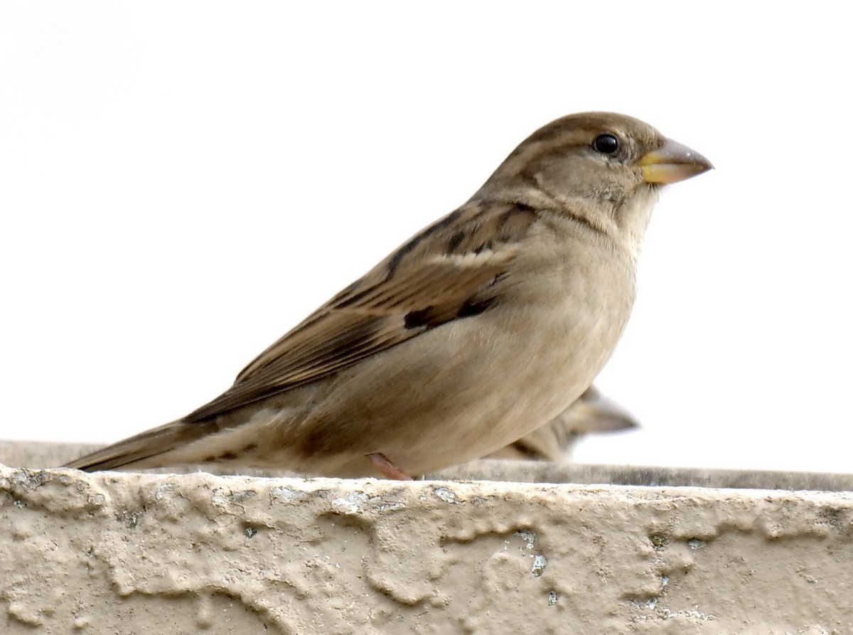 House Sparrow - ML613954117
