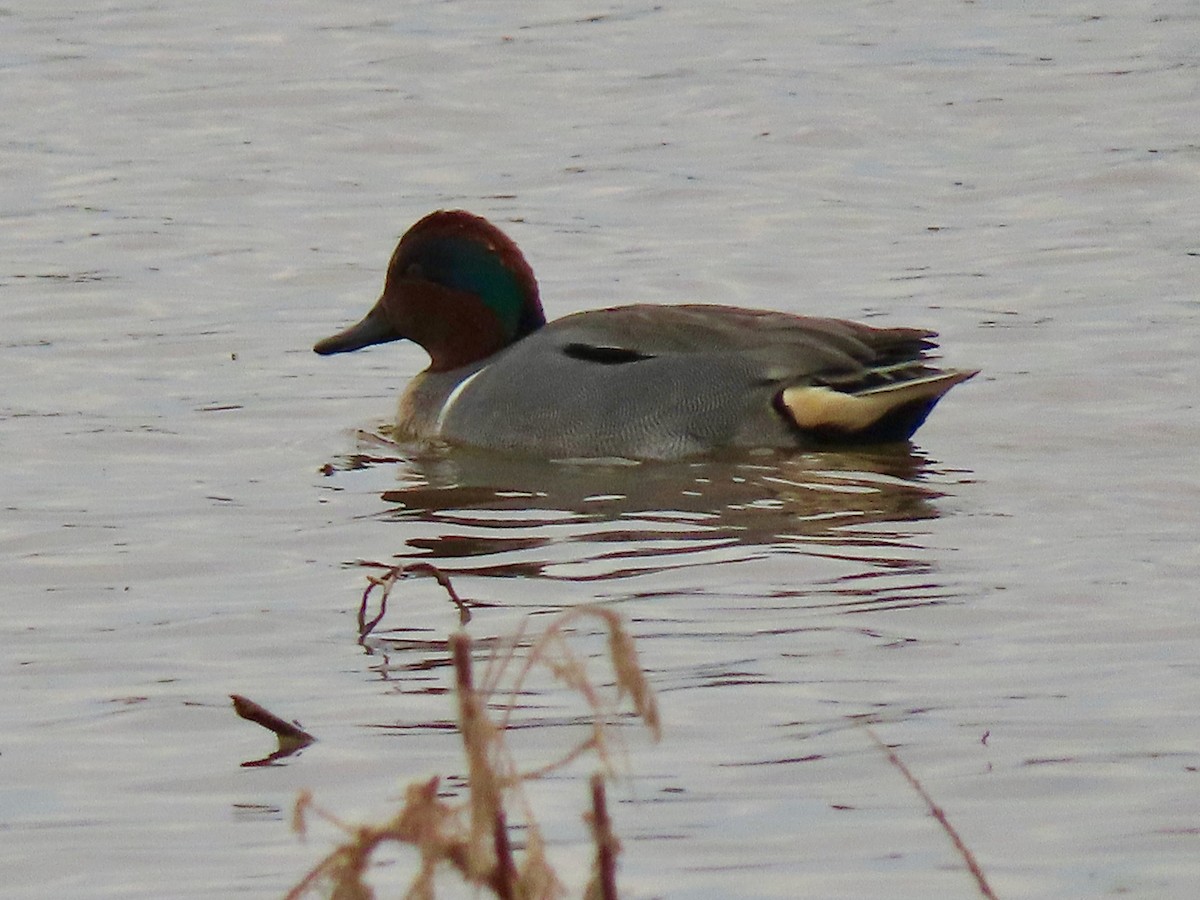 Green-winged Teal - ML613954145
