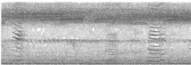 Ібіс молуцький - ML613954355