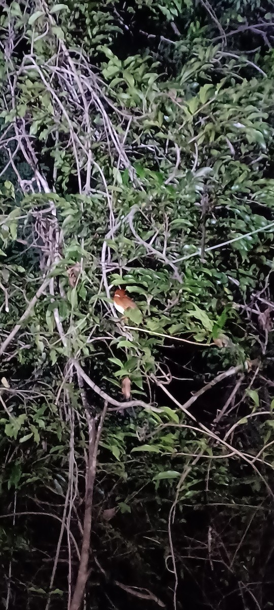 Madagascar Pygmy Kingfisher - ML613954423
