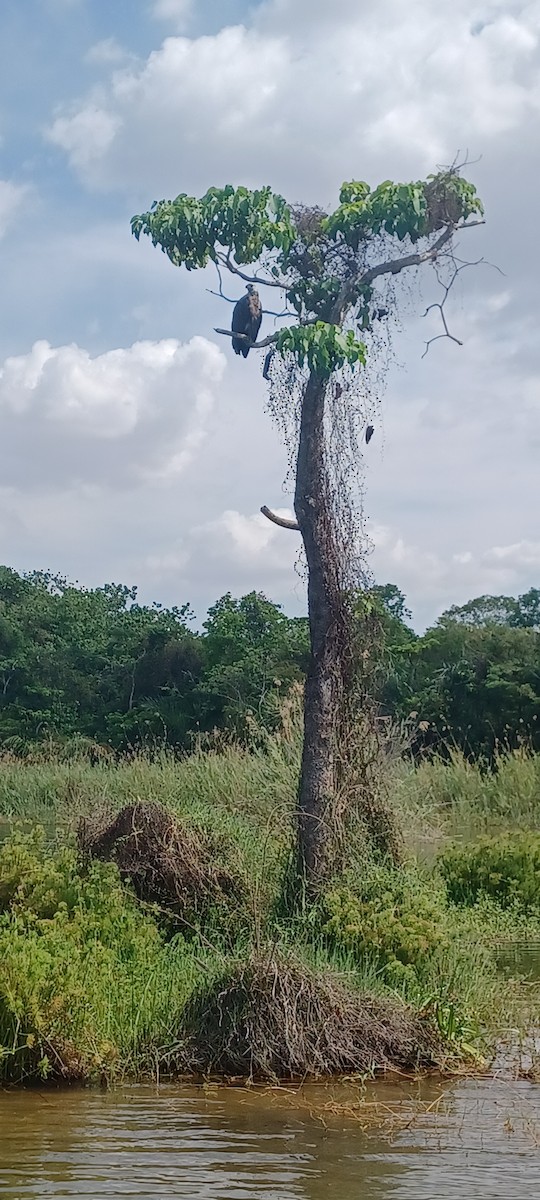 Мадагаскарский орлан - ML613954457