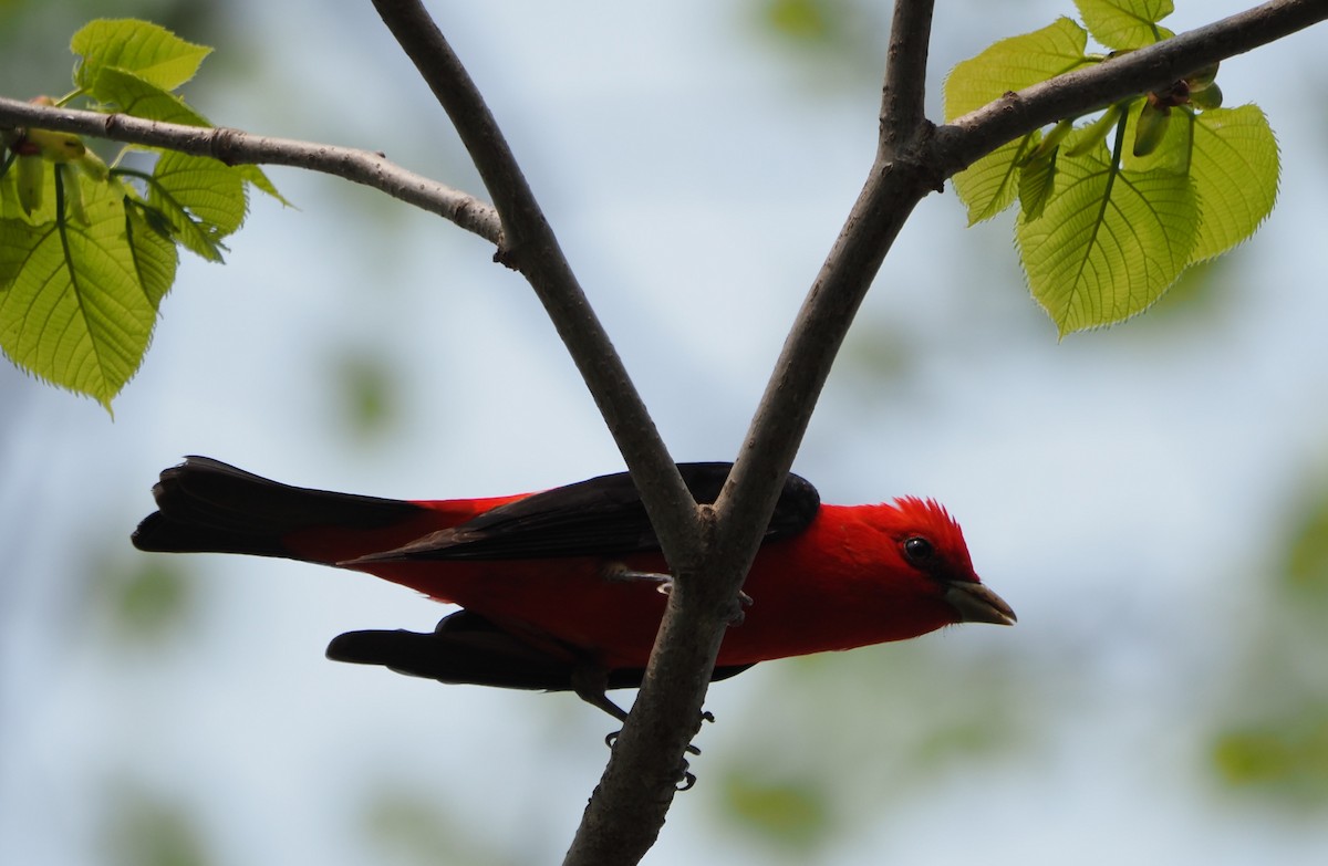 Scarlet Tanager - ML613954643
