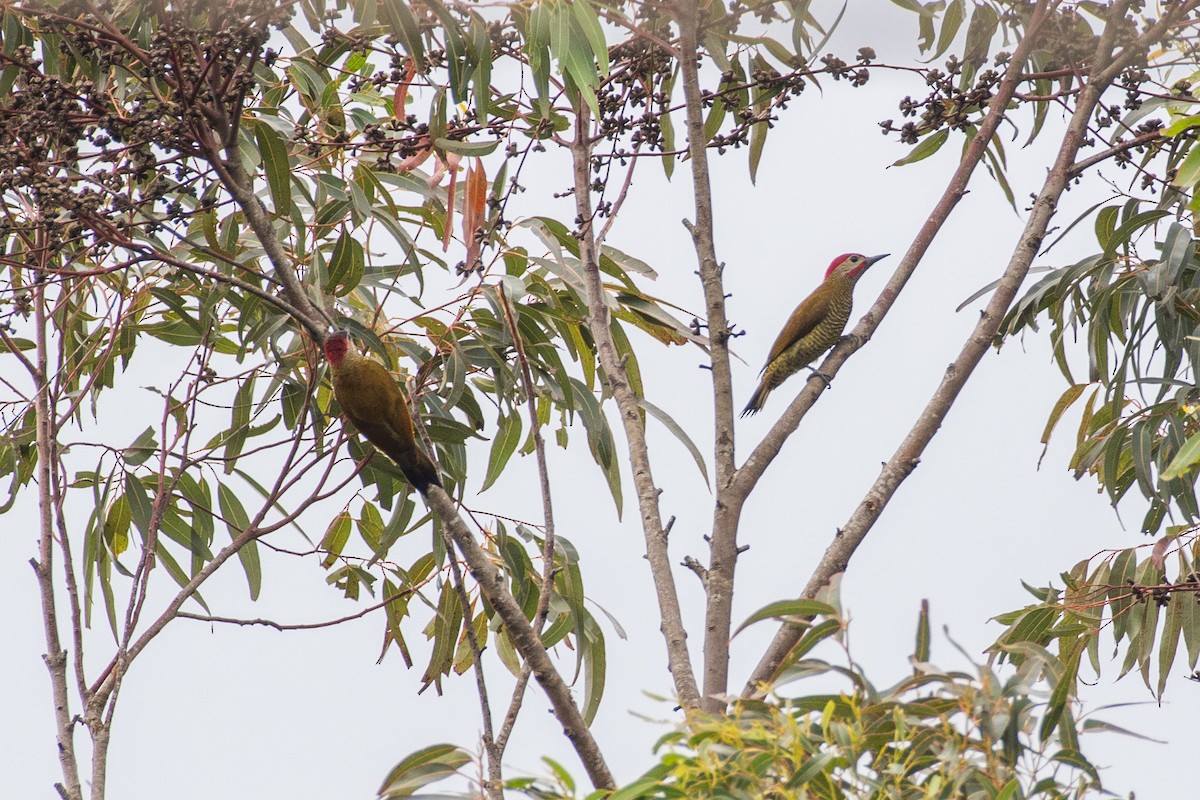 Golden-olive Woodpecker - ML613954760
