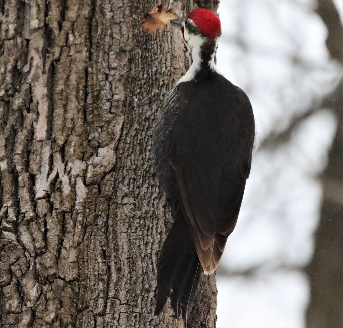 Pileated Woodpecker - ML613954819