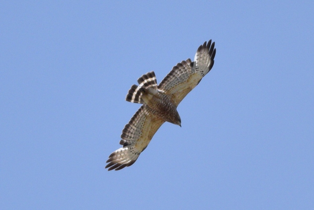 Broad-winged Hawk - ML613954841