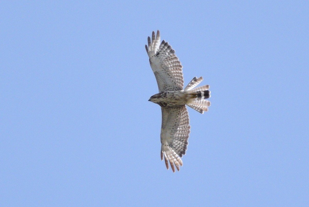Broad-winged Hawk - ML613954845