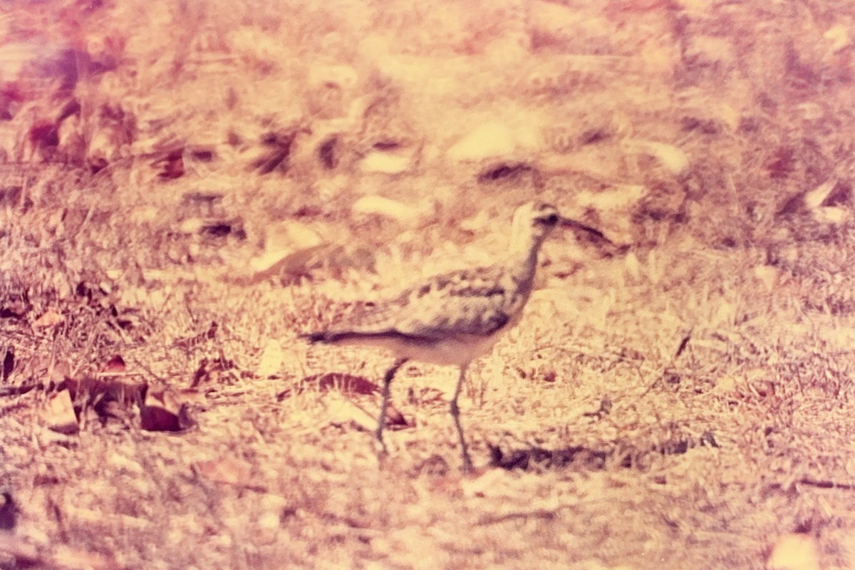 Little Curlew - ML613954875