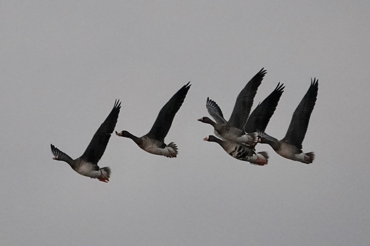 Greater White-fronted Goose - ML613955184