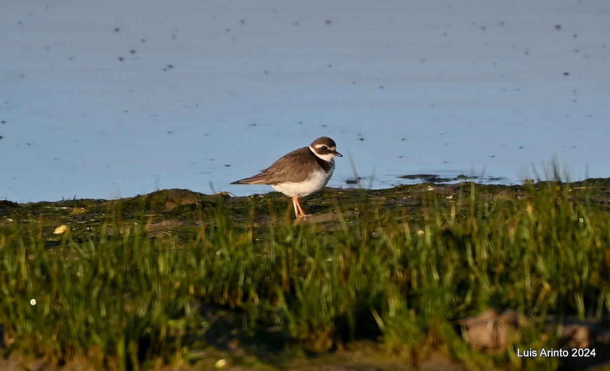 Common Ringed Plover - ML613955463