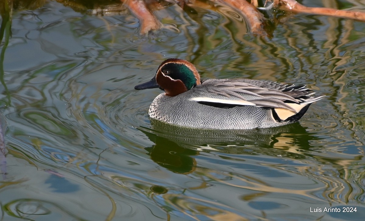 Green-winged Teal - ML613955764