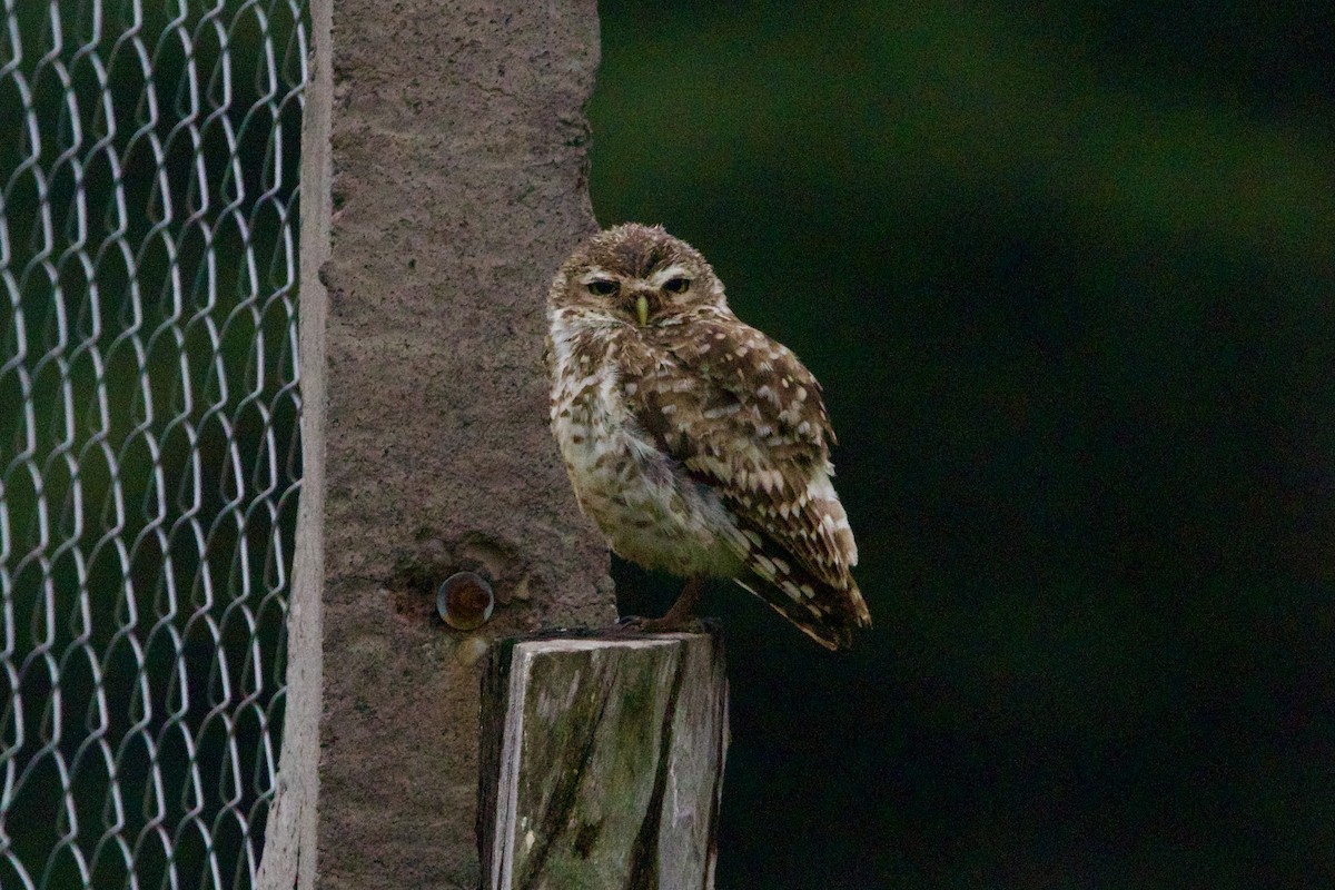 Burrowing Owl - ML613955778