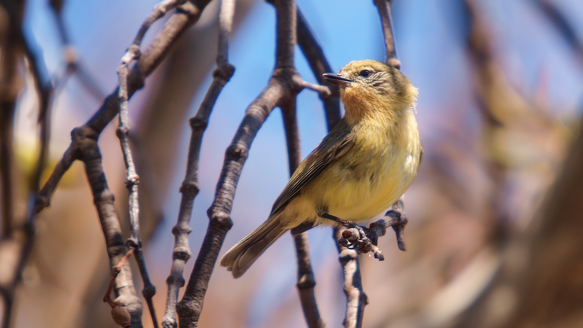 Yellow Thornbill - paul mclelland