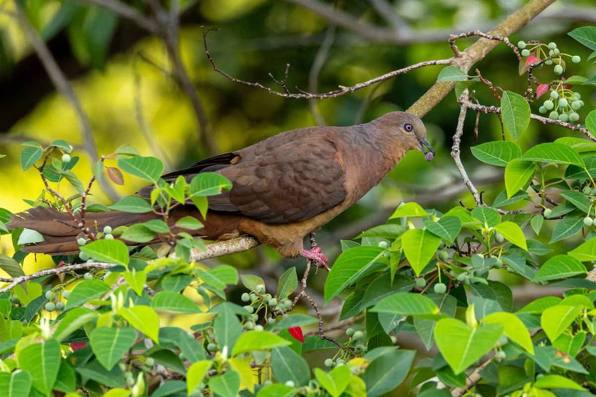 Brown Cuckoo-Dove - ML613955944