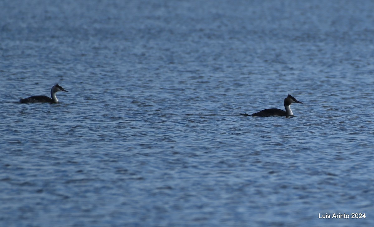 Great Crested Grebe - ML613956334