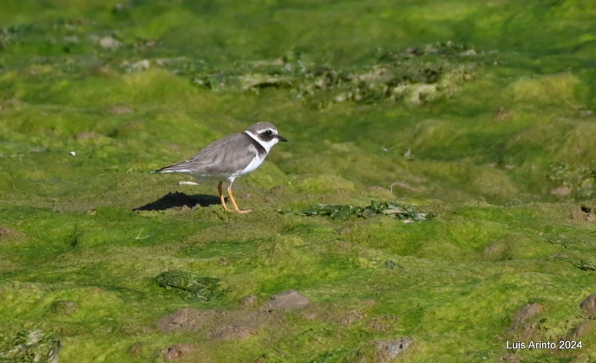 Common Ringed Plover - ML613956419