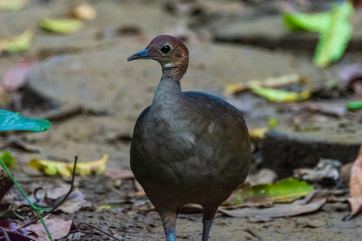 Great Tinamou - frostioe Chen