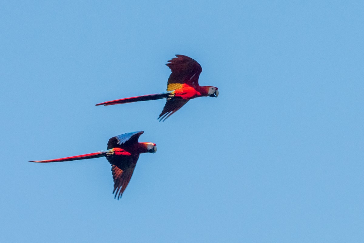 Scarlet Macaw - ML613956575