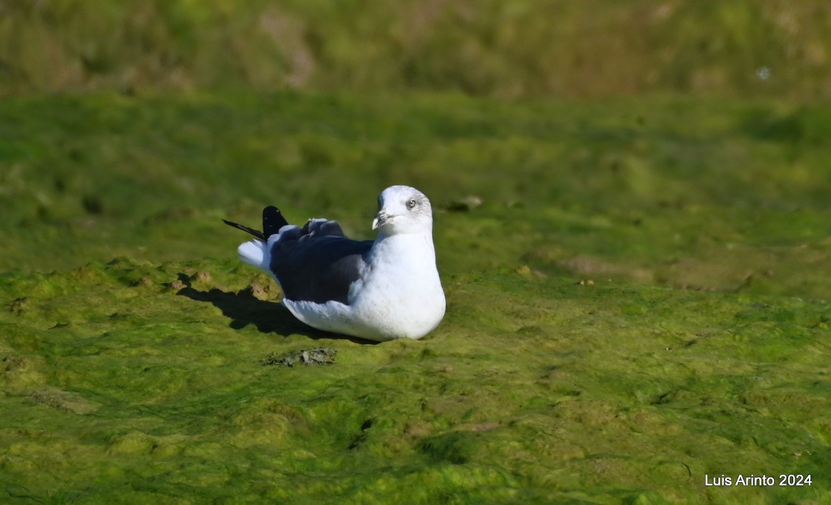 Lesser Black-backed Gull - Luis Arinto