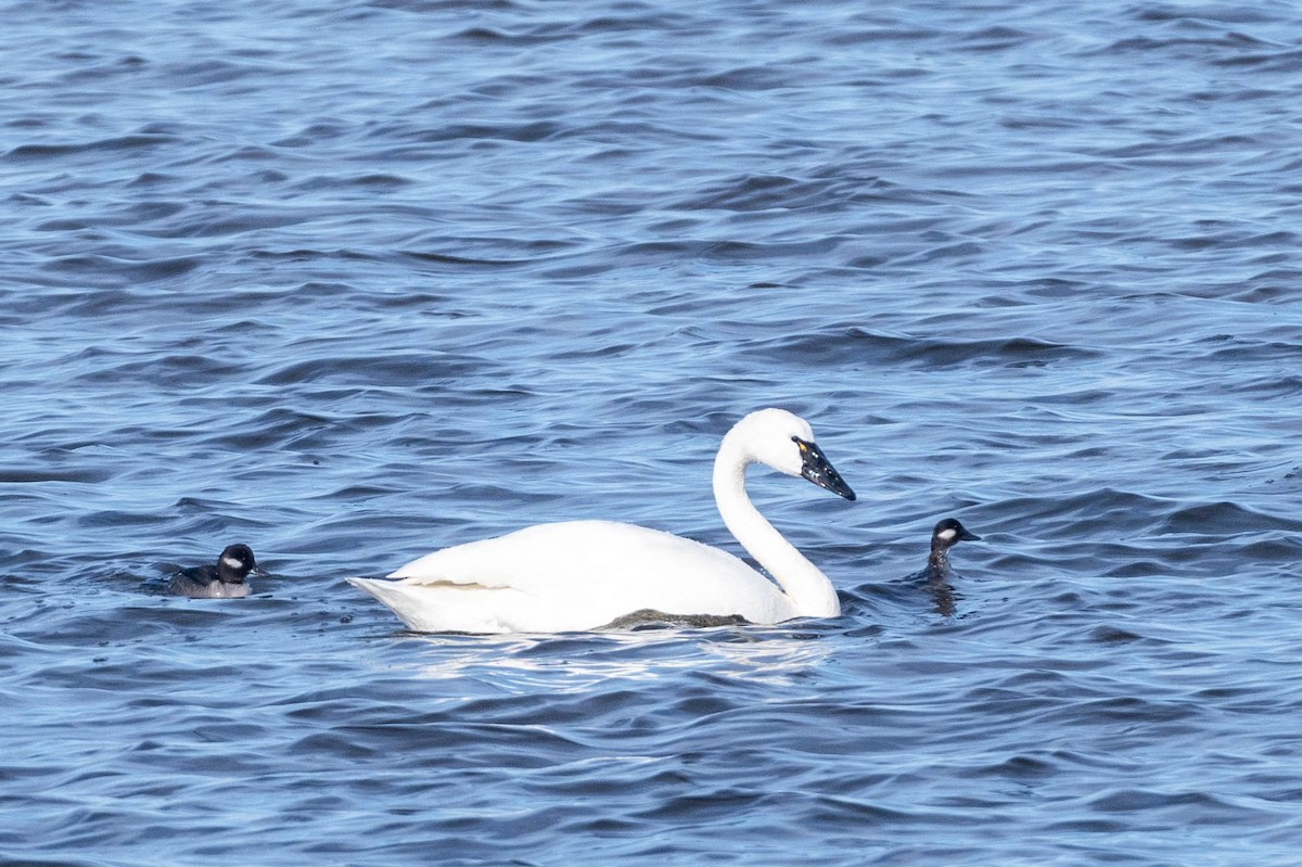 Tundra Swan (Whistling) - ML613956773