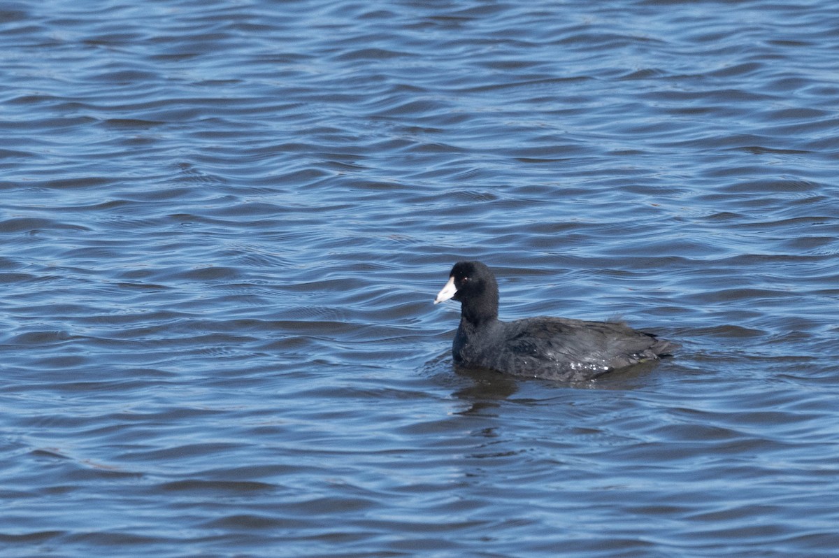 American Coot (Red-shielded) - ML613956841