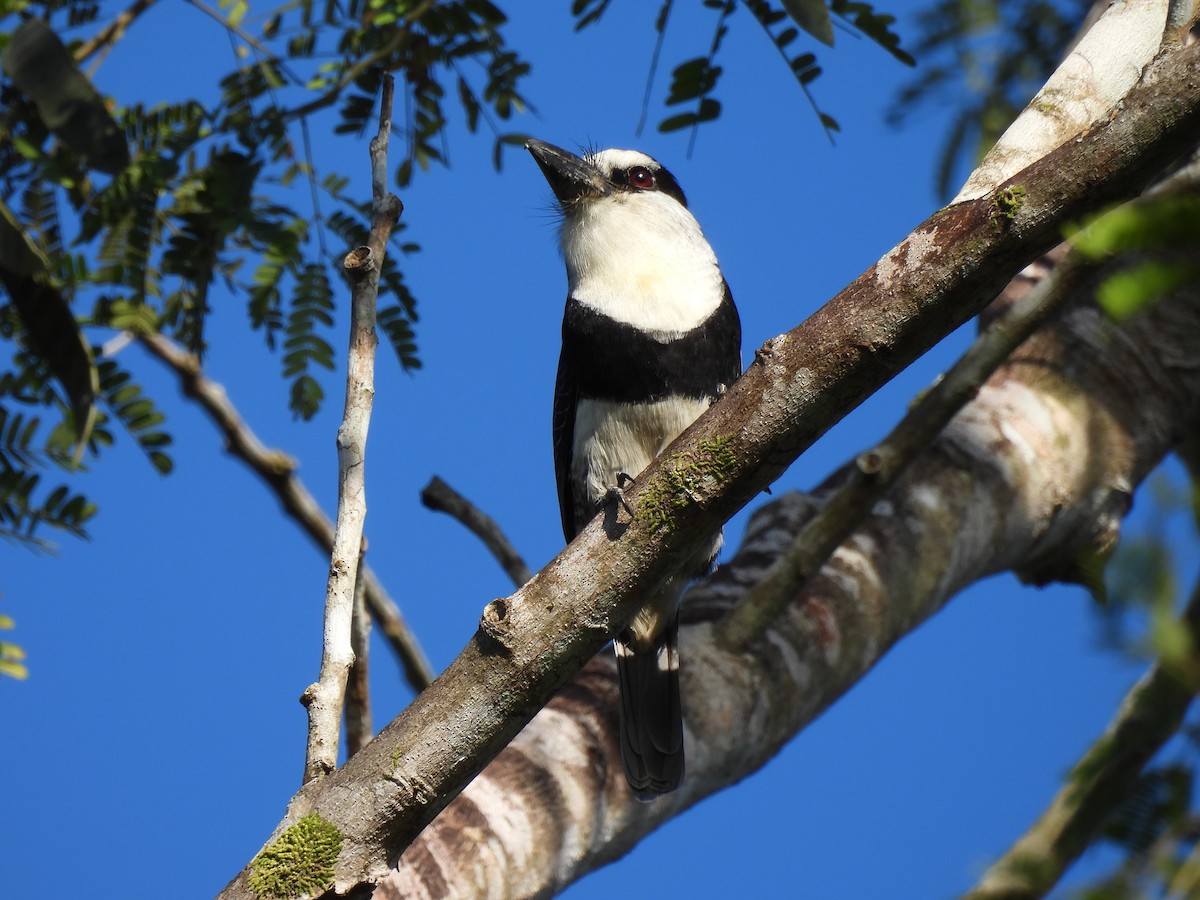 White-necked Puffbird - Libby Keyes